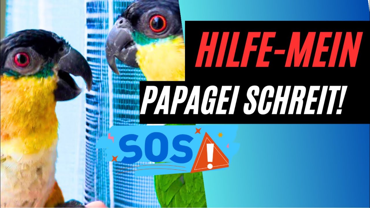 Tipps und Tricks, wenn dein Papagei schreit!