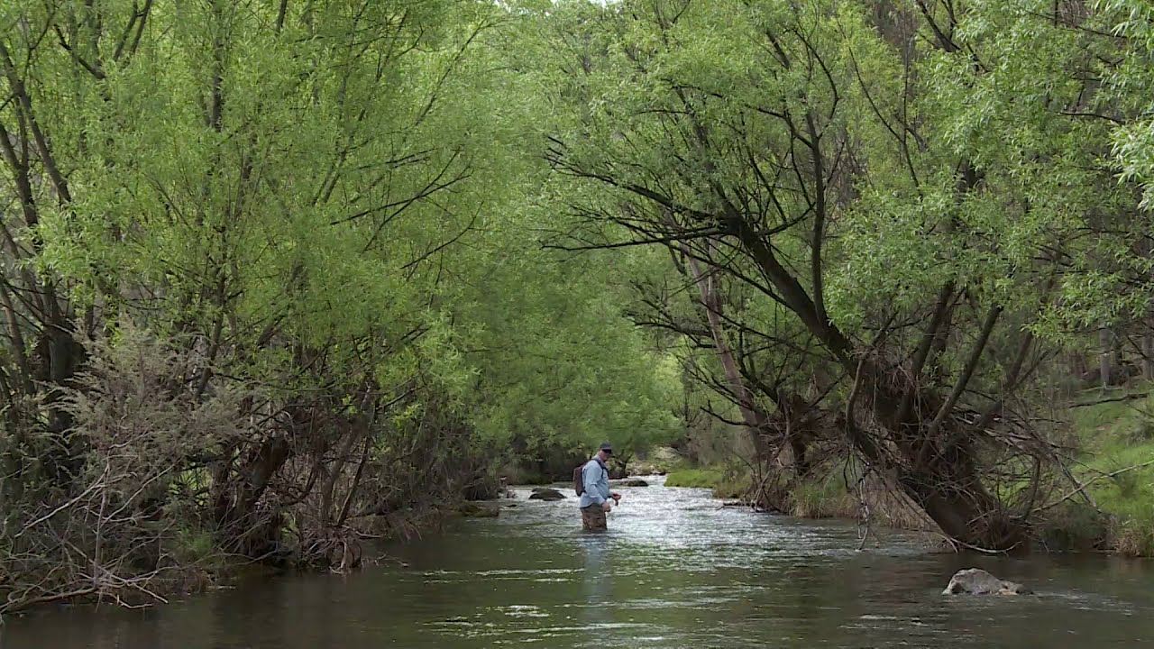 Travel Mates S1EP03 Pt 2 Fly Fishing The Mitta River & Lake Mountain