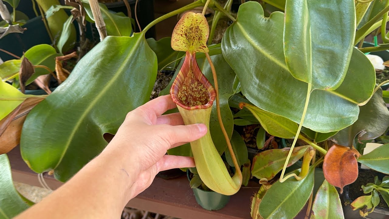 Autumn Plant Updates! Some massive new pitchers…
