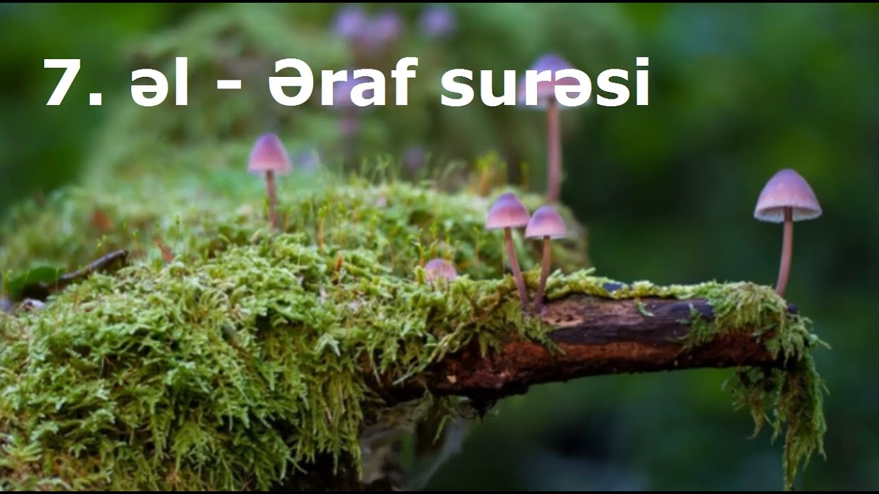 əl Əraf surəsi Azərbaycan və Ərəb dilində