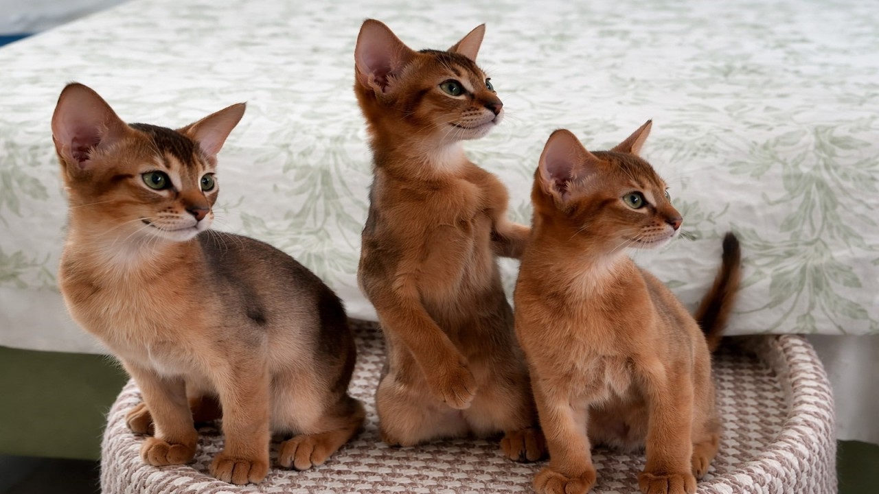 The adorable playful kittens sharing charming moment, watching the world with curious eyes 🐾