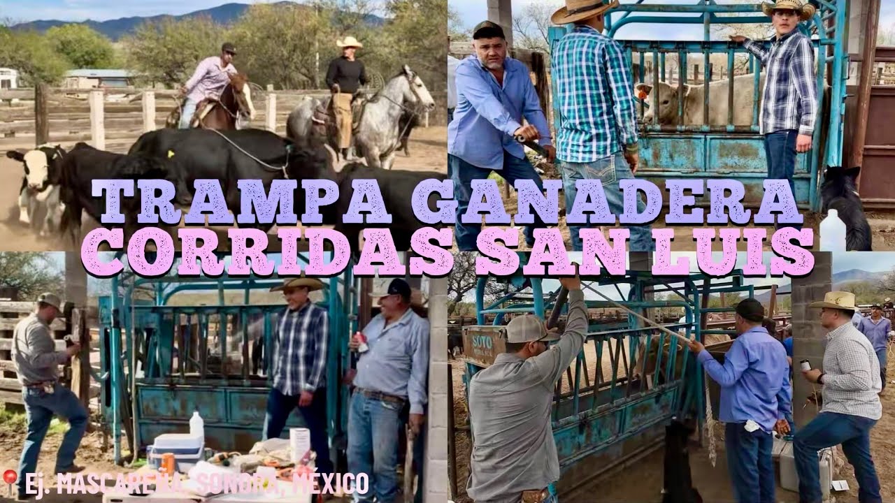 CORRIDAS EN EL POTRERO DE LA SAN LUIS🐮🌾, TRABAJANDO EN LA TRAMPA GANADERA,VACUNAS, ARETES Y FIERRO💉🧬