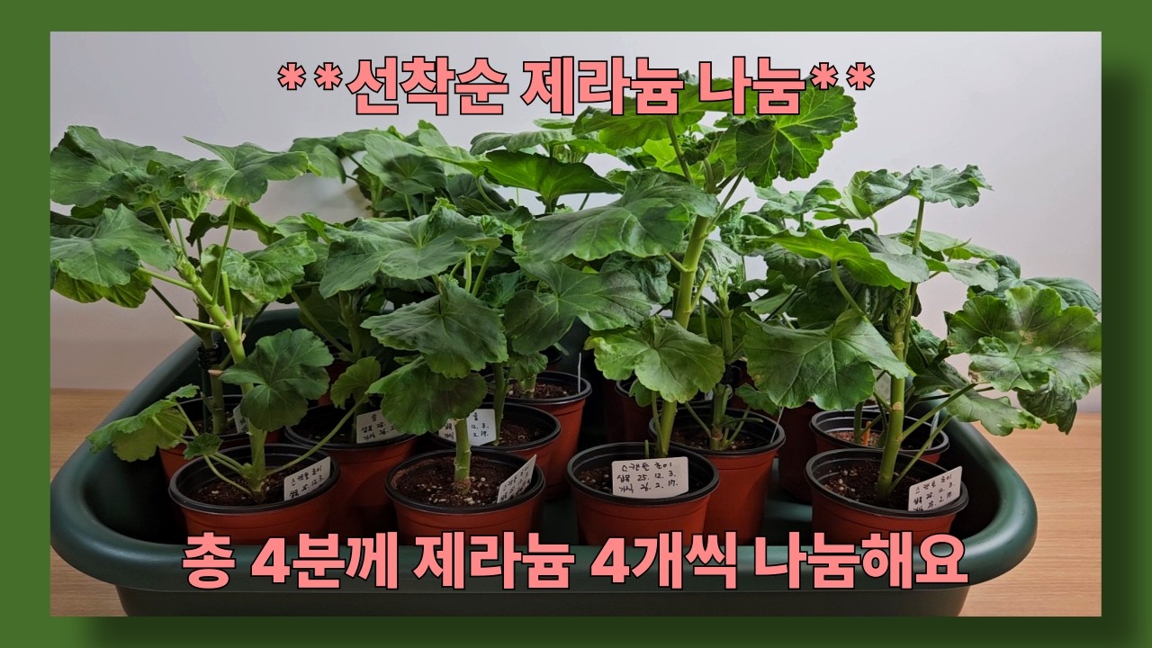 제라늄 집사의 선물🎁 예쁜 제라늄 4종, 선착순 4분께 보내드려요!