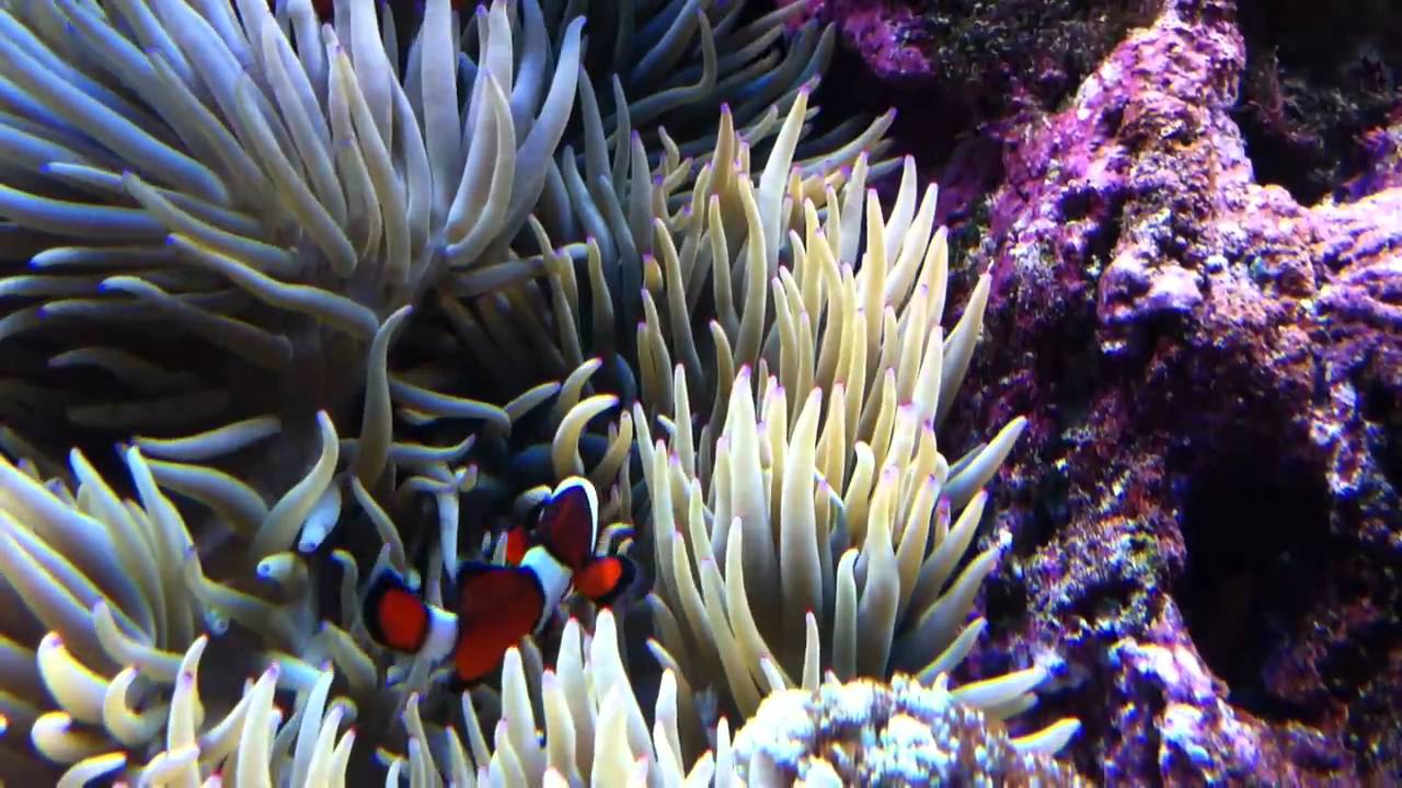 Amphiprion ocellaris / Falsche Clown- oder Anemonenfische