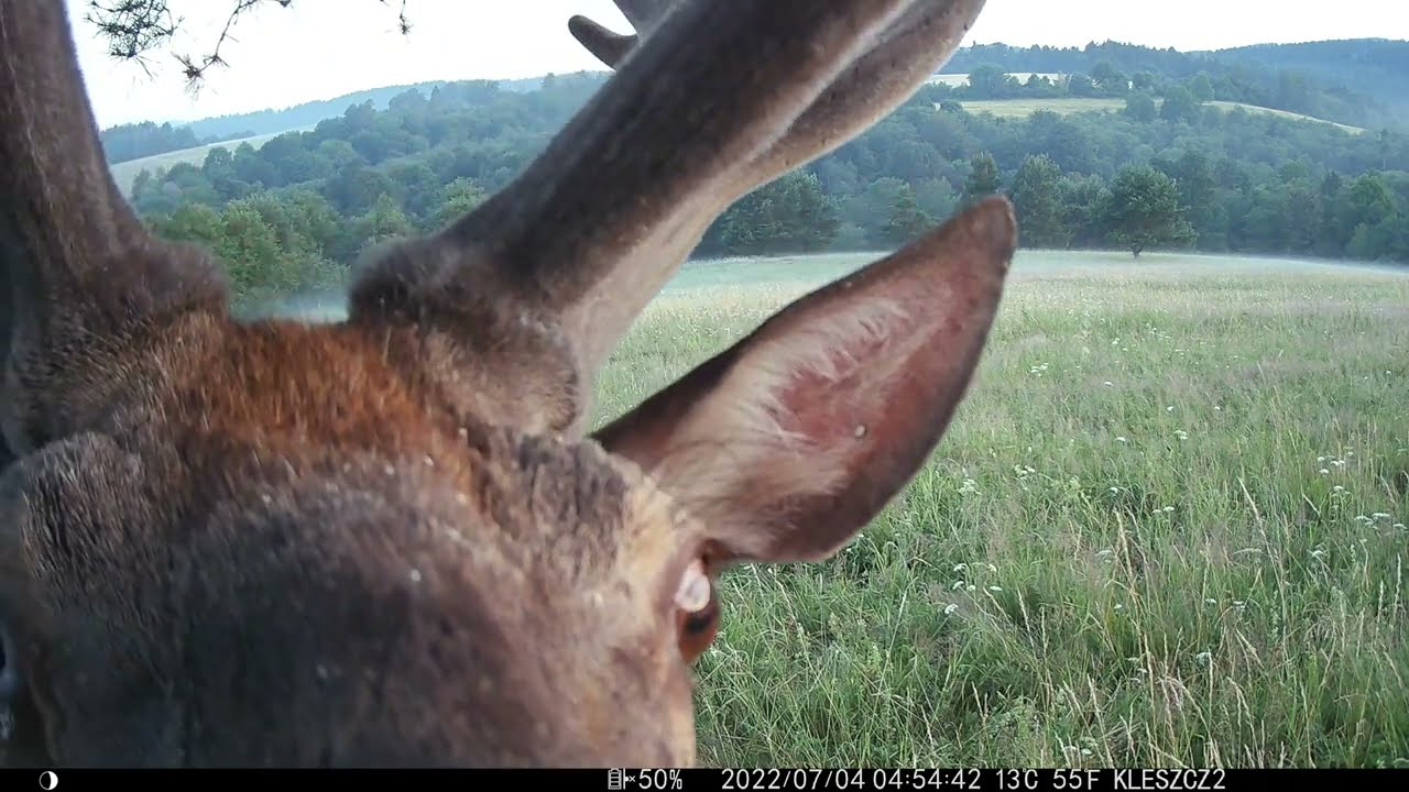 Leśne historie cz.75. Bieszczady 2022