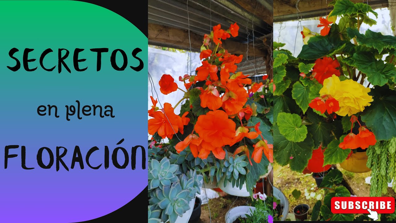 &iexcl;Begonias Tuberosas en Floraci&oacute;n! 🌸 |  Abono Org&aacute;nico y Prevenci&oacute;n de Hongos