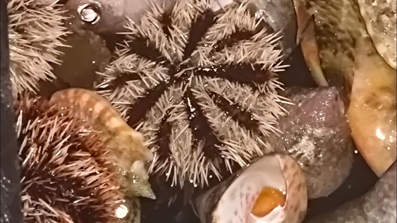 Screencast Live Muna mga idols Sea Urchins, Seafoods