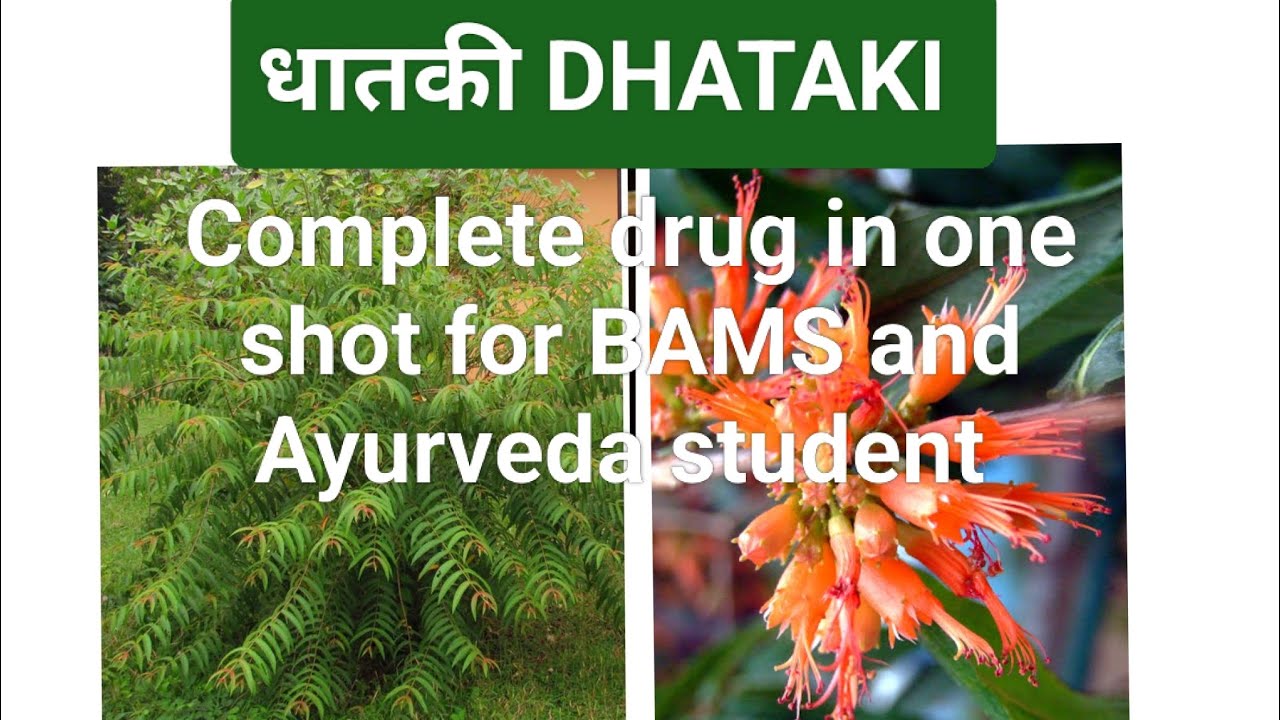 #Dhataki #Woodfordia fruticosa #धातकी complete plant in oneshot forBAMS Ayurveda student in easy way