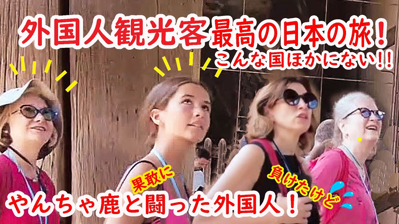 【リアルな海外の反応】外国人観光客 最高の日本を見つけた!!奈良は今子鹿がいっぱい　実録やんちゃ鹿と戦ったファミリー｜東大寺｜大仏｜日本の旅｜奈良公園｜