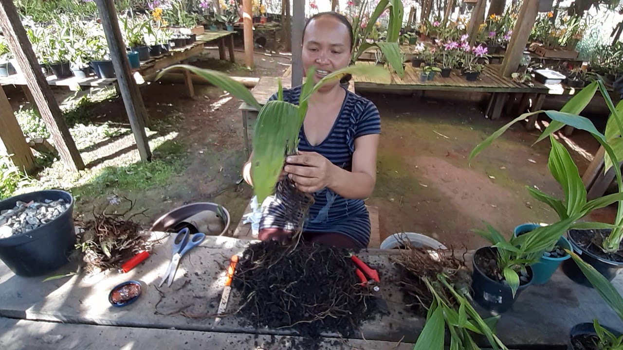 Replante de  #Capuzdefreira  ( Phaius tankervilleae  )