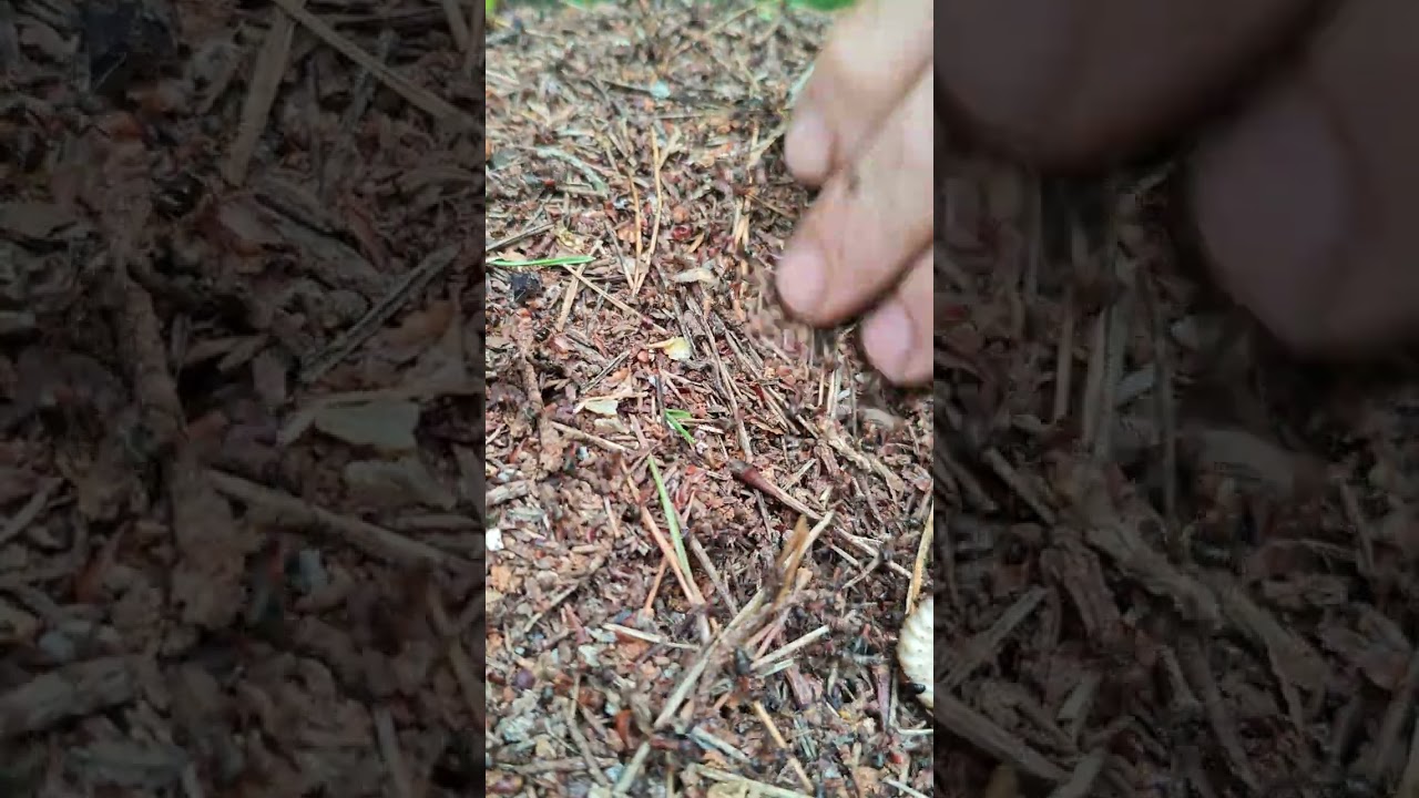 Calm video: Ants in the forest 