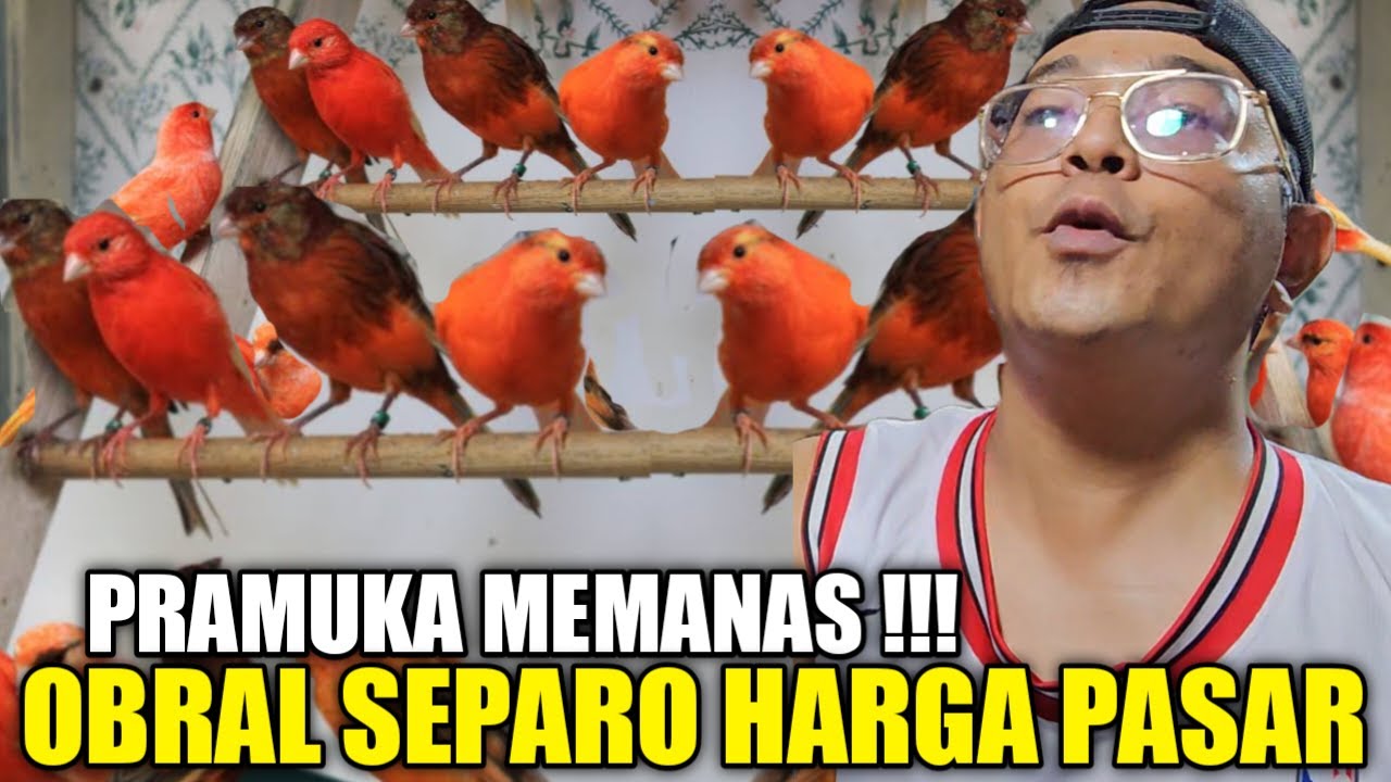 HARGA LEBARAN ! RATUSAN KENARI MERLOK LOKAL DIJUAL MURAH SETENGAH HARGA PASAR DIKIOS ALHAMDULILLAH