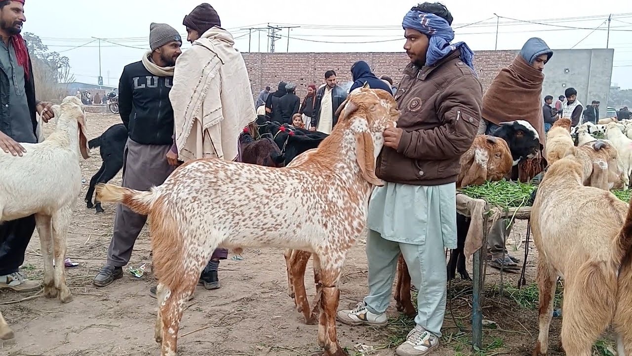 Mandi update makkhi ji ne bakre nare bakre Kale bhitar bakre breeder quality Qurbani 2026LahoreMandi