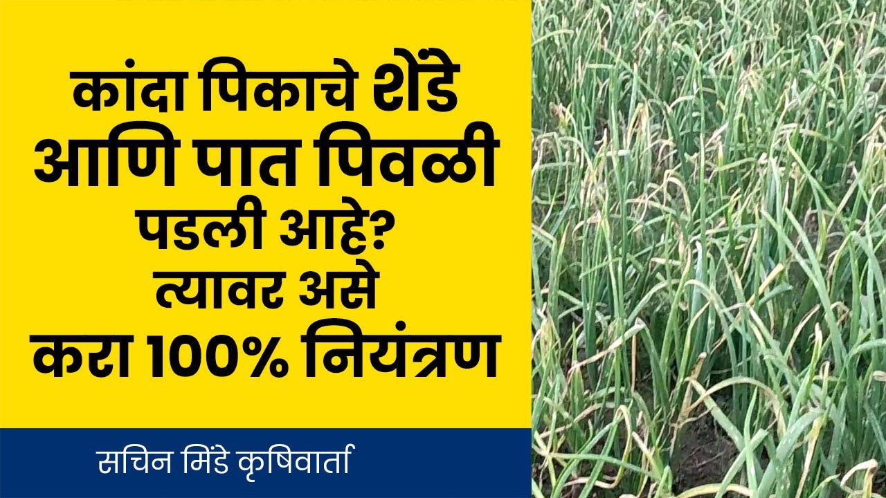 कांदा पिकाचे शेंडे आणि पात पिवळी पडली आहे तर ही घ्या फवारणी | करपा नियंत्रण  | सचिन मिंडे कृषीवार्ता