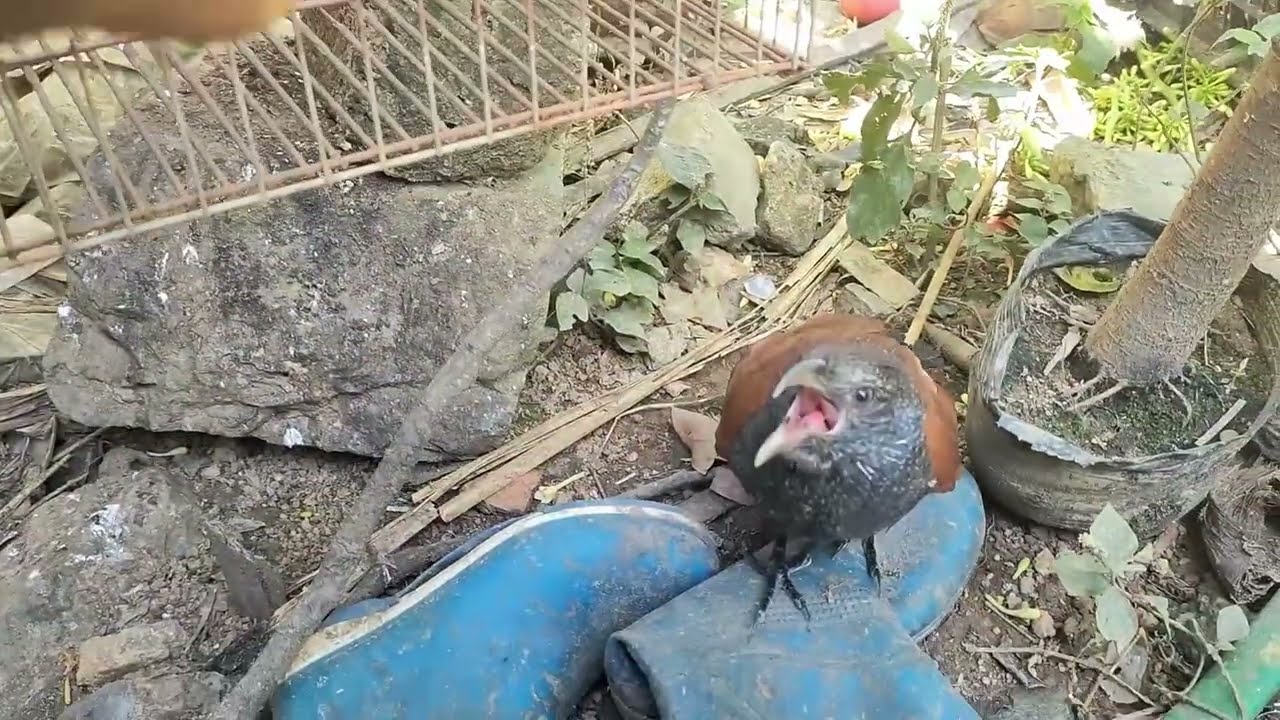 [BÌM BỊP] #21 CẶP BÌM BỊP CHỈ GIỎI ĂN VÀ PHƠI NẮNG #vlogcsong93 #chimcanh #bimbip