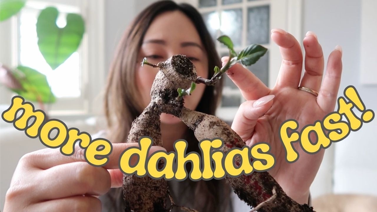 Don’t Buy More Dahlias – Take Cuttings from Tubers