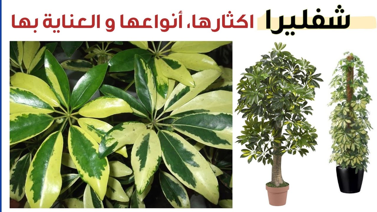العناية بنبات الشفليرا من ري و تسميد و اكثار, انواع نبتة شفليرا, Schefflera Care and Propagation