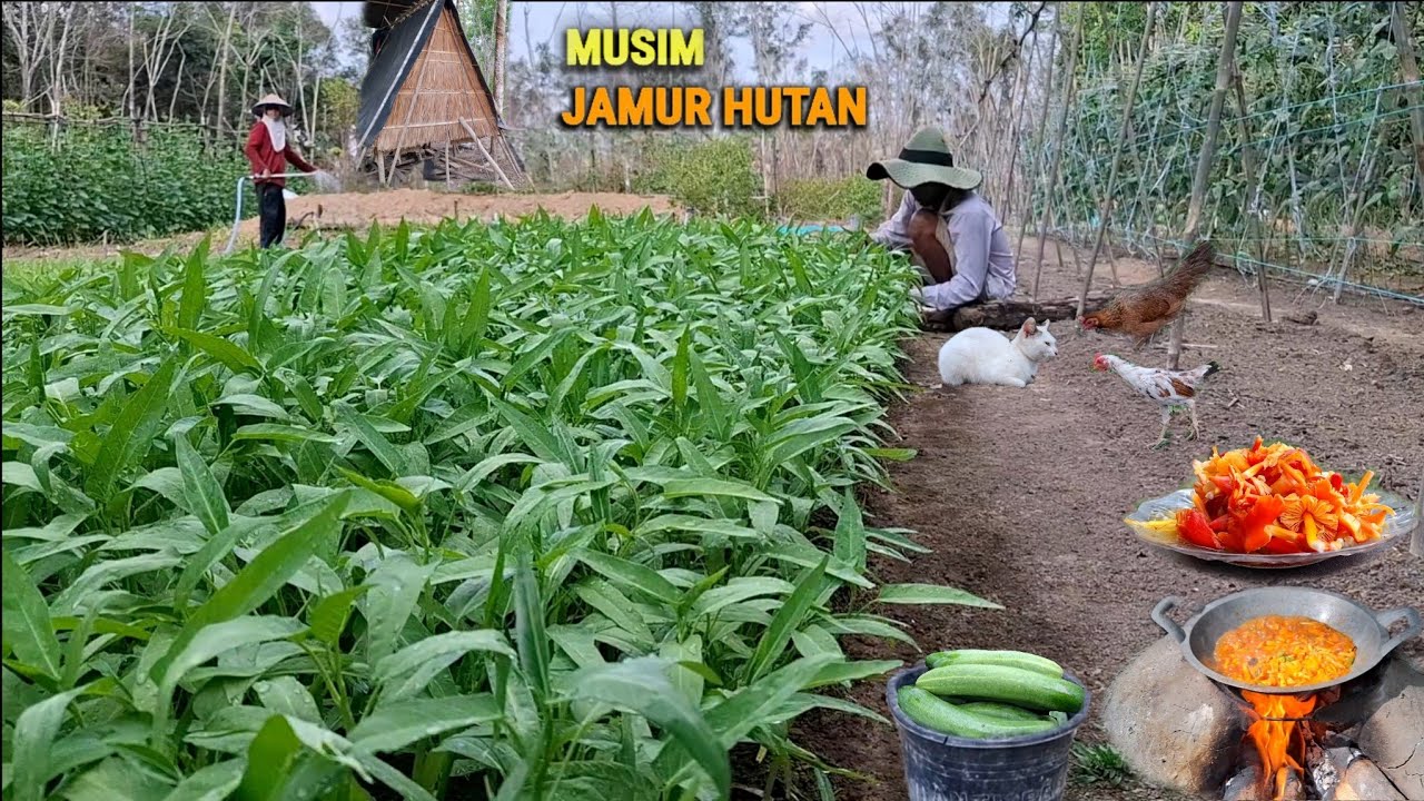 Masak jamur tiyung, PANEN timun, hadiah dari subscriber, hidup di hutan berkebun & beternak CHr-96
