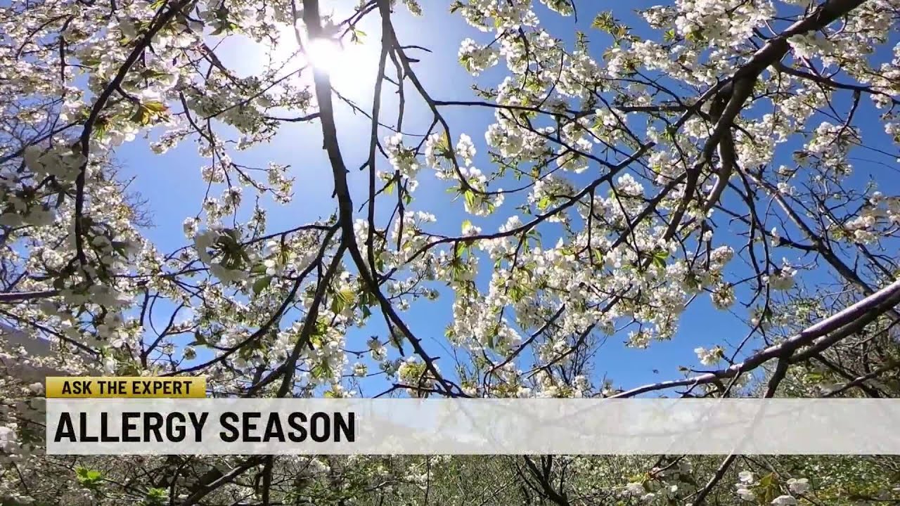 Ask the Expert: Allergy season