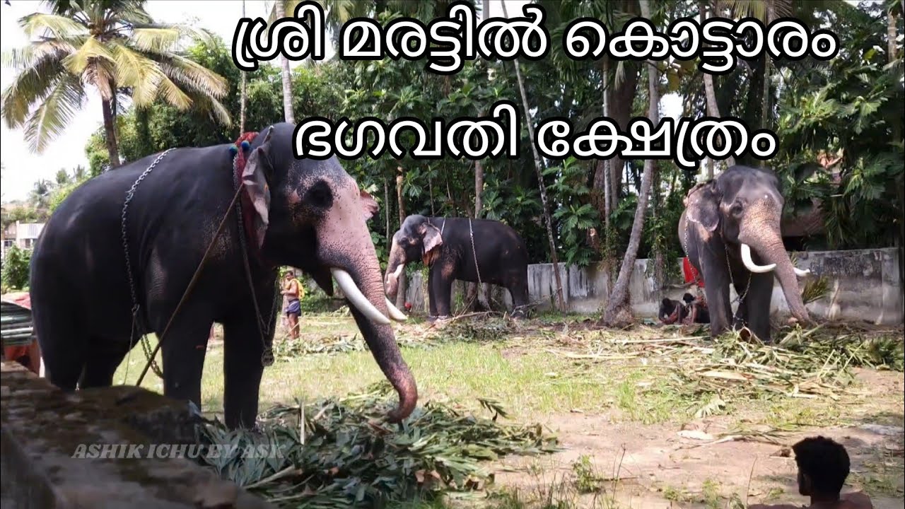 ശ്രി മരട്ടില്‍ കൊട്ടാരം ഭഗവതി ക്ഷേത്രം ഉത്സവത്തിന് എത്തിയ കൊമ്പൻമാർ 💥💥@ashikichubyask 