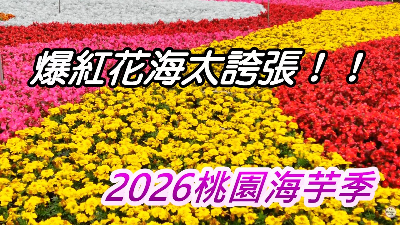 桃園彩色海芋季開幕｜爆紅花海一次看！溪海花卉園區 花海盛開 Travel Vlog 🌸✨ #桃園景點 #彩色海芋季 #花海 #FlowerFestival