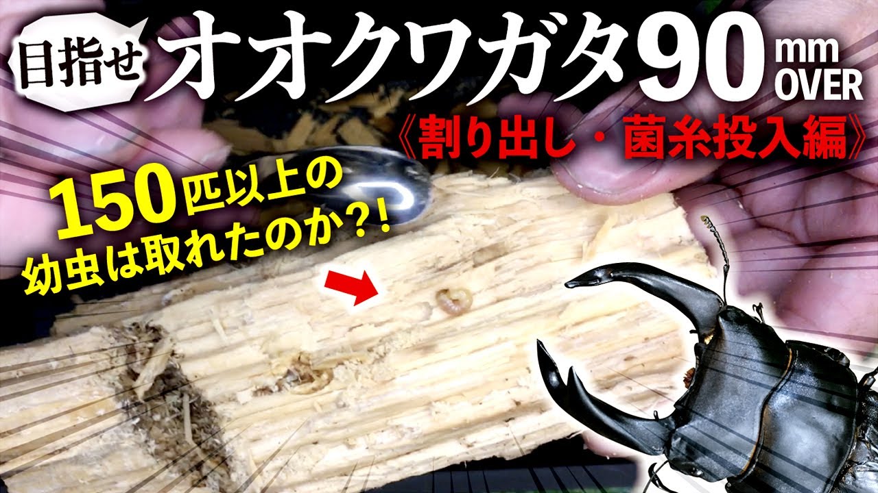 オオクワガタブリード90mmオーバー目指します！＜割り出し・菌糸投入編＞