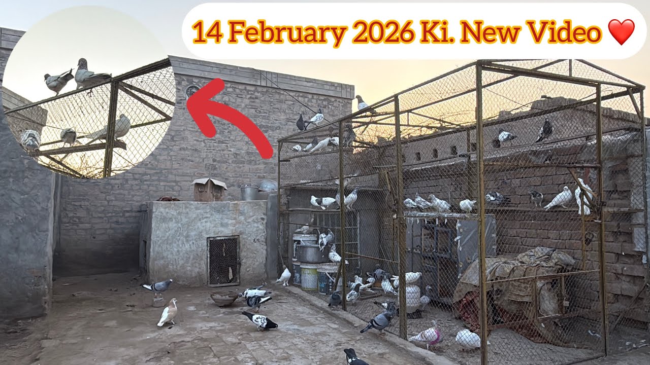 14 February 2026 Ki New Video My Setup | KHAKHI PIGEONS
