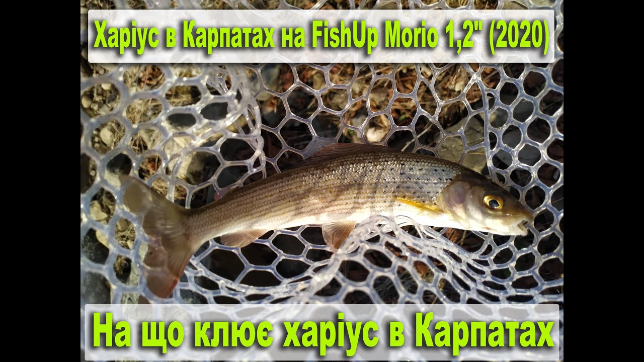 На що клює харіус. Харіус в Карпатах на FishUp Morio 1,2