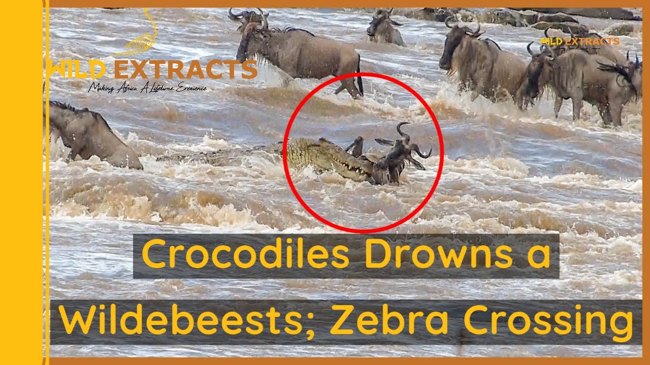 Wildebeest and zebras cross Mara River and crocodiles attack Wildebeest || Wild Extracts