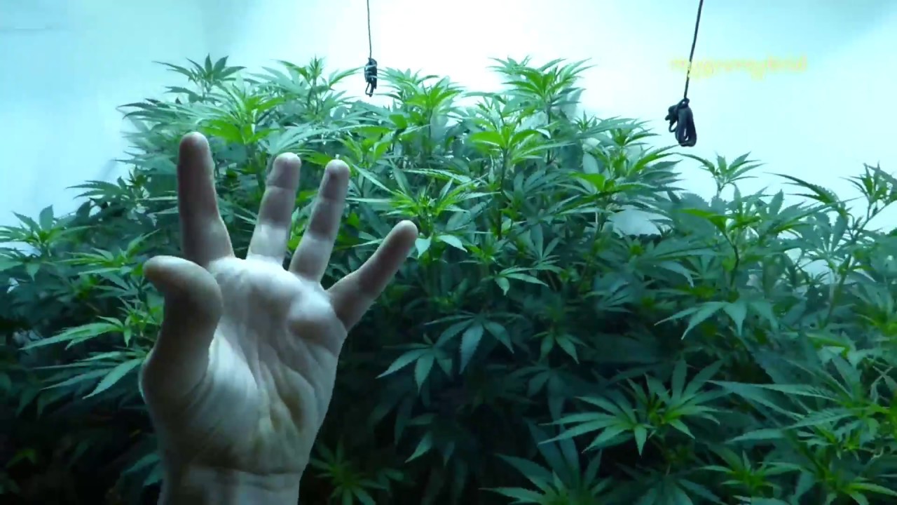 ep1 Dwc The Possibilities with Current Culture in Veg