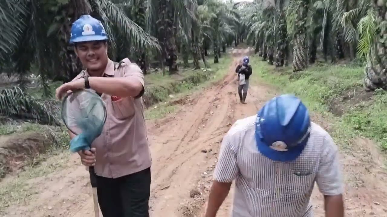 Asiknya dapat ikan brondolan //Inspeksi ancak gass poll 1 