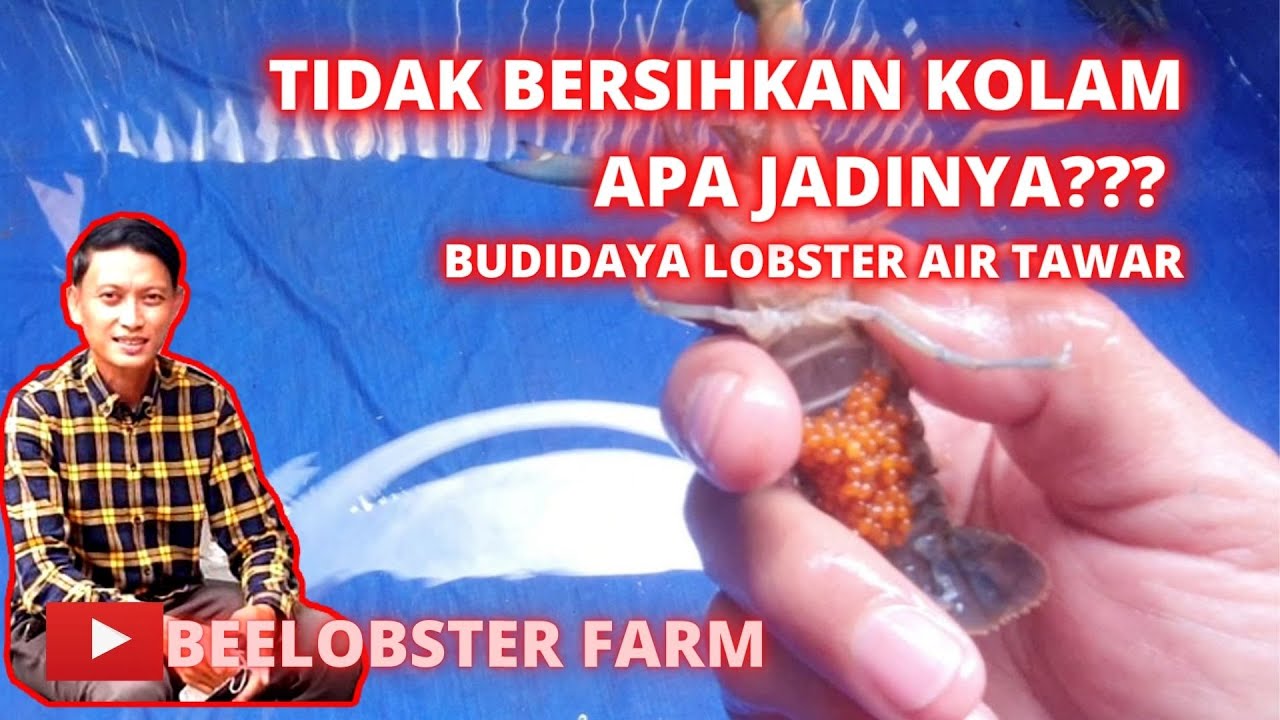 UPDATE KONDISI KOLAM LOBSTER AIR TAWAR