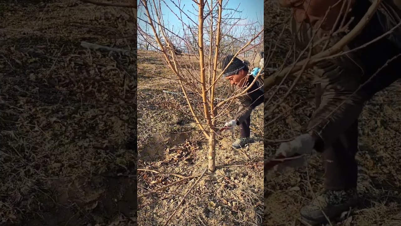 How to Prune a Peach Tree for Maximum Fruit Production!#satisfying #pruning #shorts