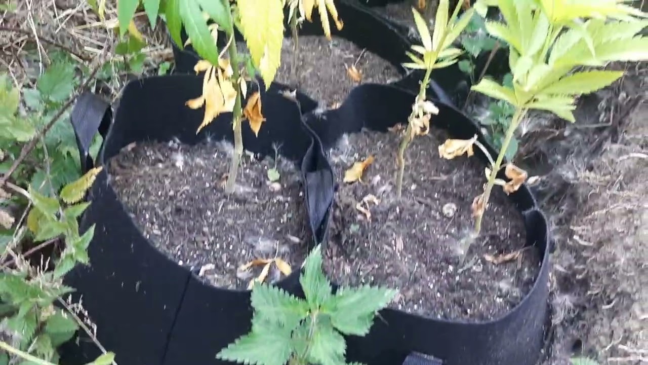 Outdoor Grow 2022