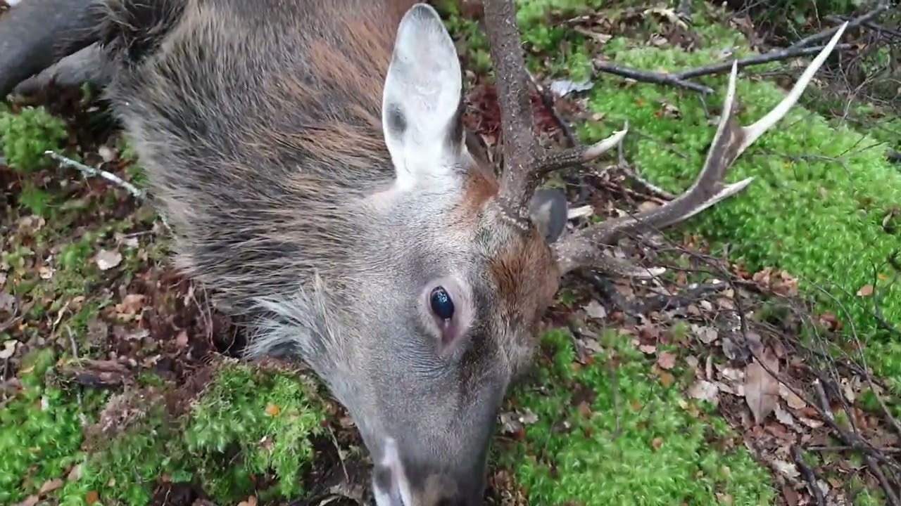 5 day solo Bush Hunting sika roar period