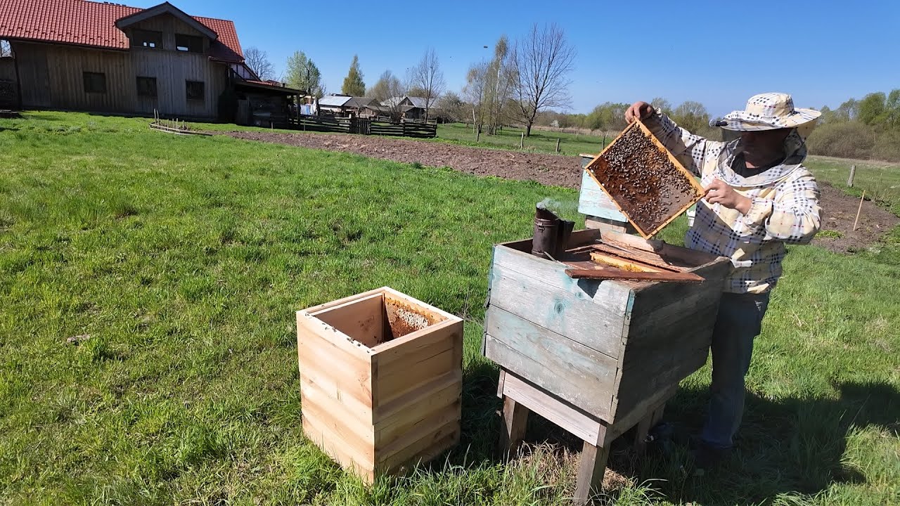 Die Bienen bekommen ein neues zu Hause