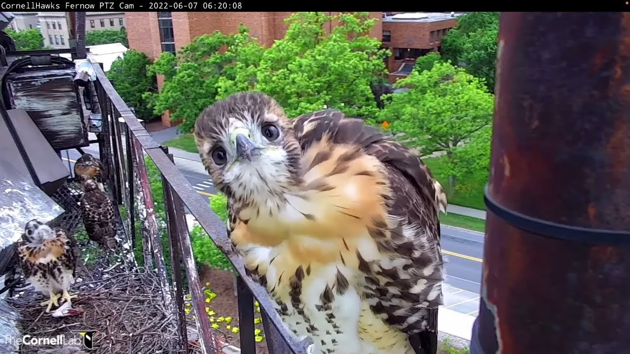 Curious Red-tailed Hawk Chick 
