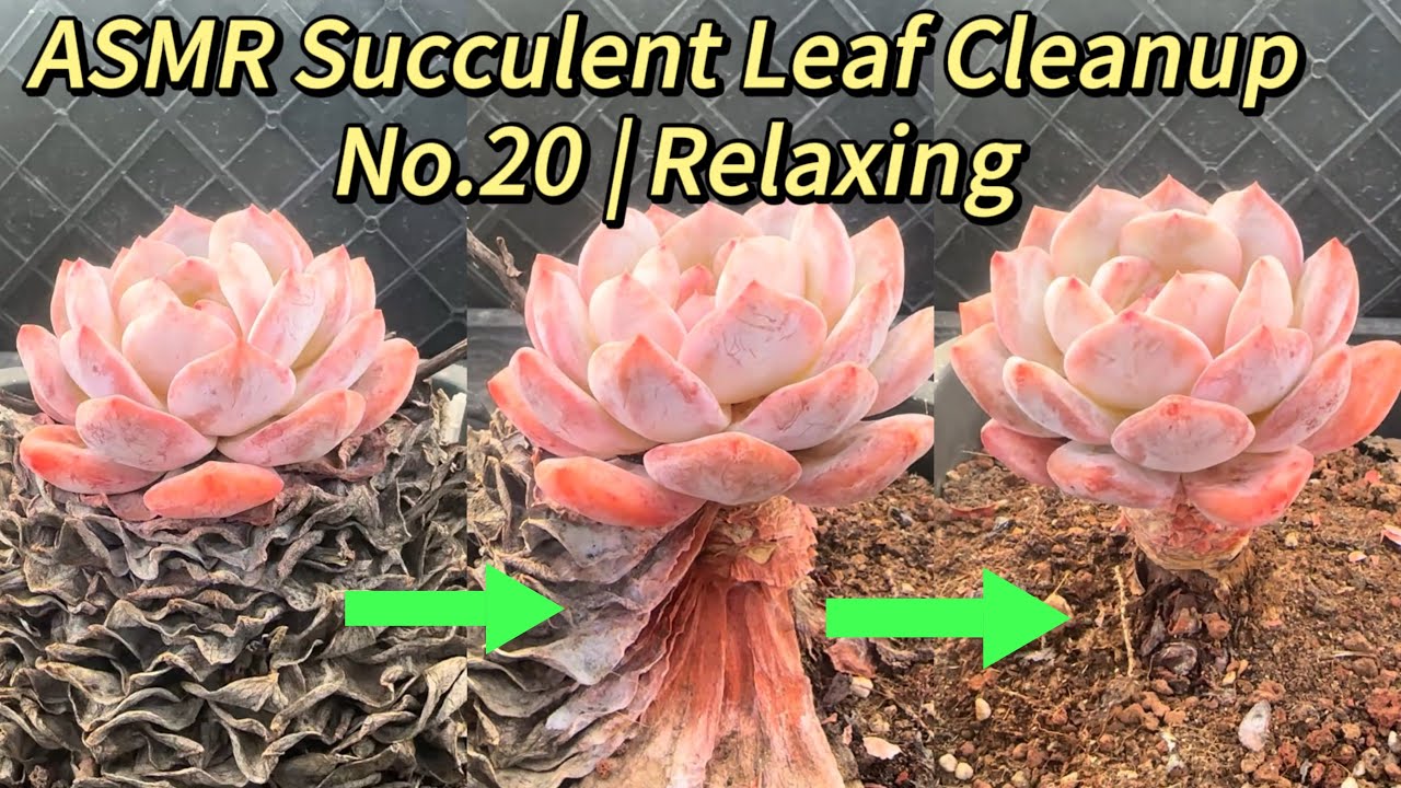 ASMR Succulent Leaf Cleanup No.20 | Relaxing