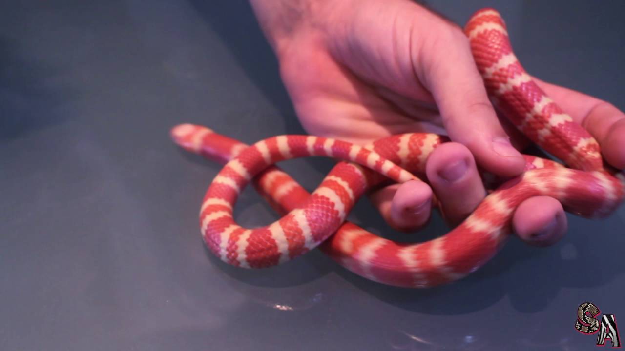 🐍 Serpiente Falsa coral de Honduras (Lampropeltis triangulum hondurensis) - Cuidados, información..