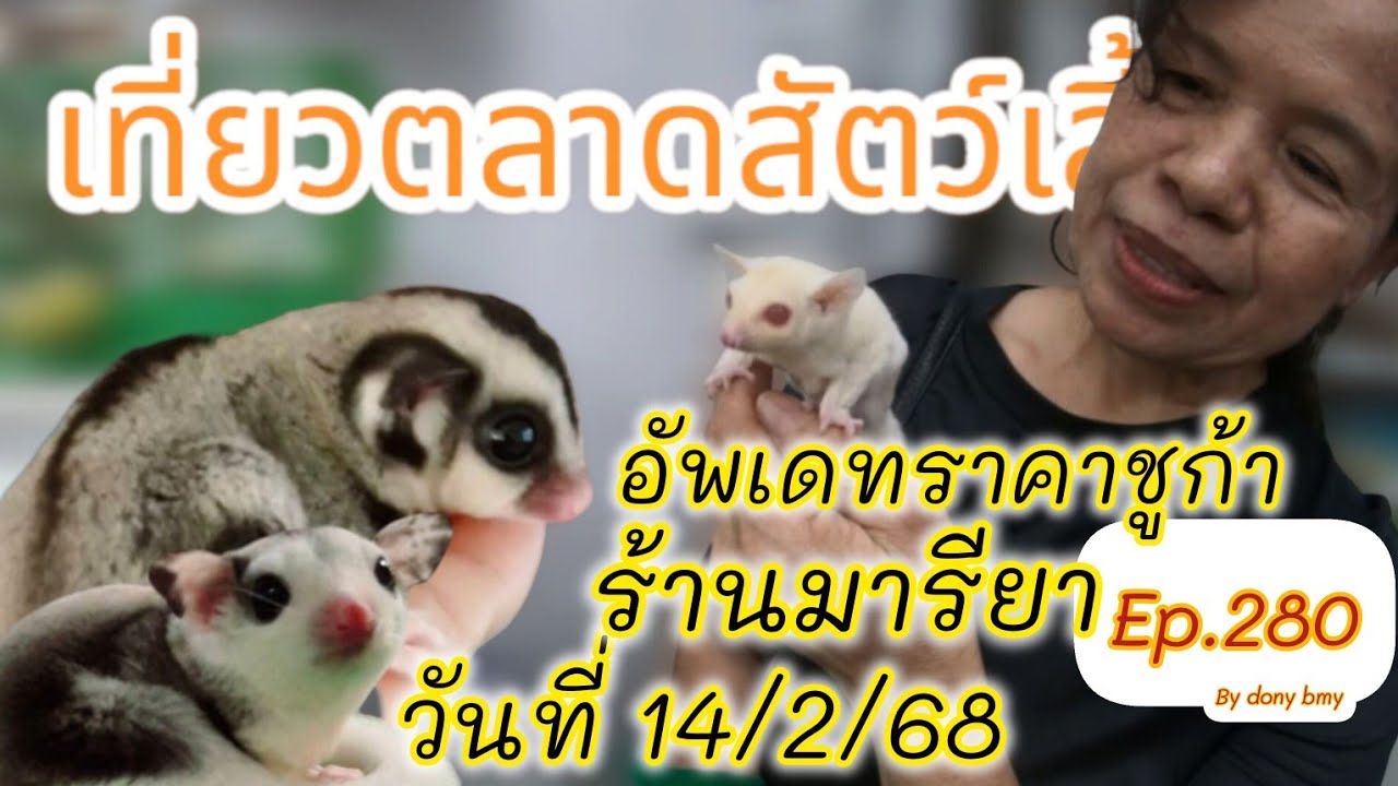 เที่ยวตลาดสัตว์เลี้ยง Ep.280 🐿|อัพเดทราคาชูก้า| #ตลาดจตุจักร #Chatuchak #ชูการ์ไกรเดอร์ #sugarglider