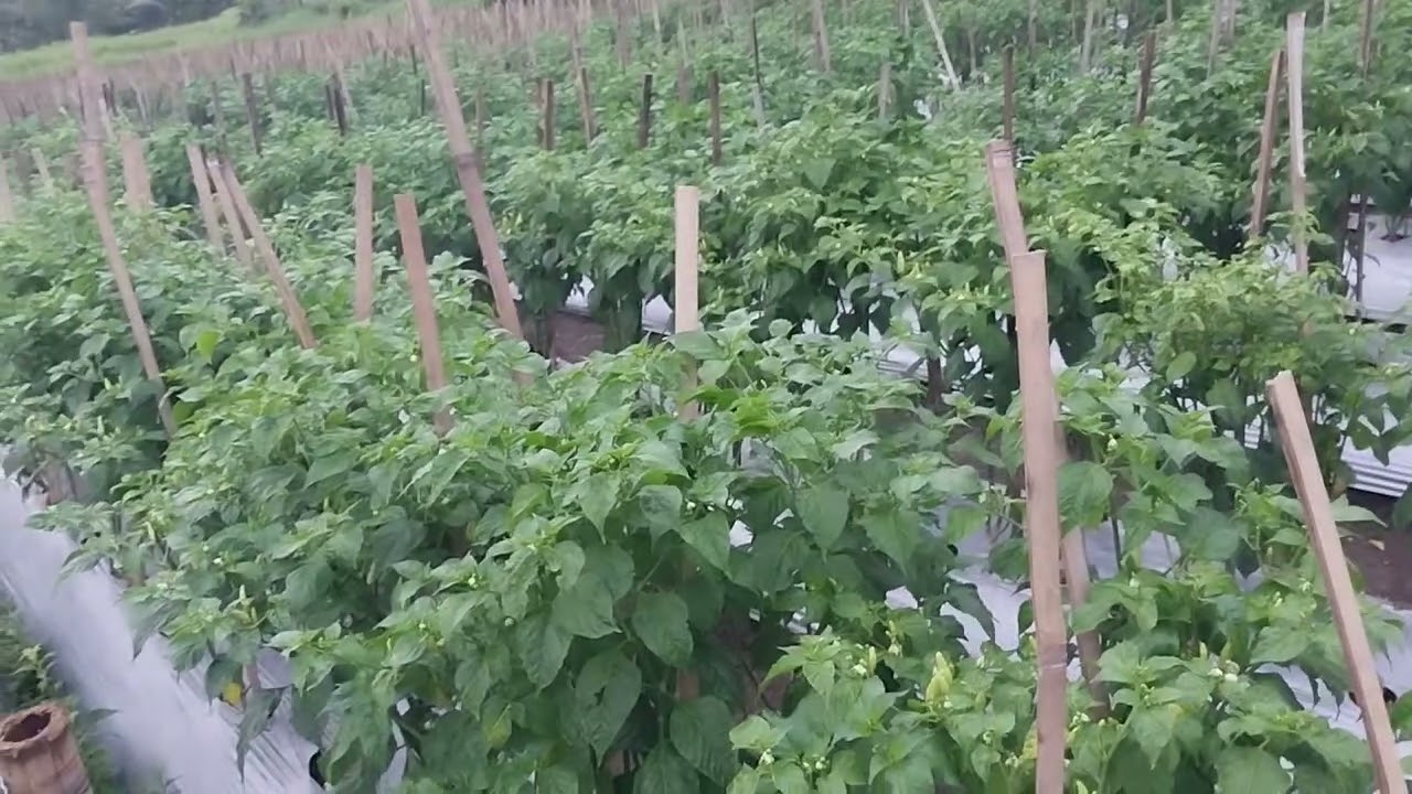 pagi ya cerah untuk petani cabe @MitraBertaniTV