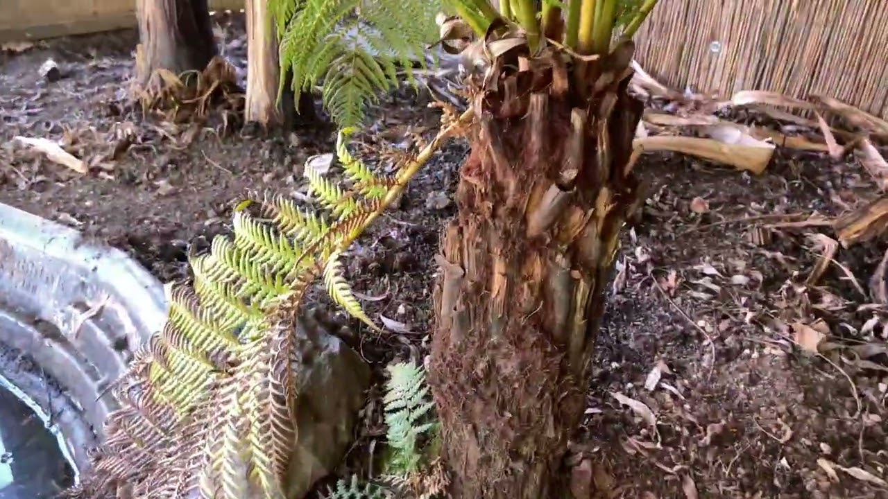 Musa Basjoo, fatsia japonica spider's web  i Dicksonia antarctica w gruncie.