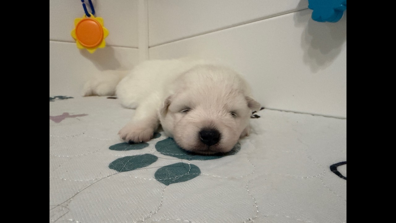 These puppies are sleeping all day after an eventful morning jail break!