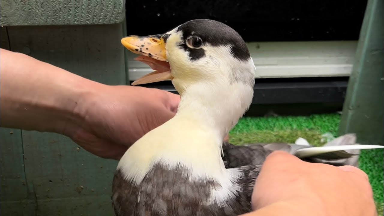 Tickled and Laughing Call Duck!