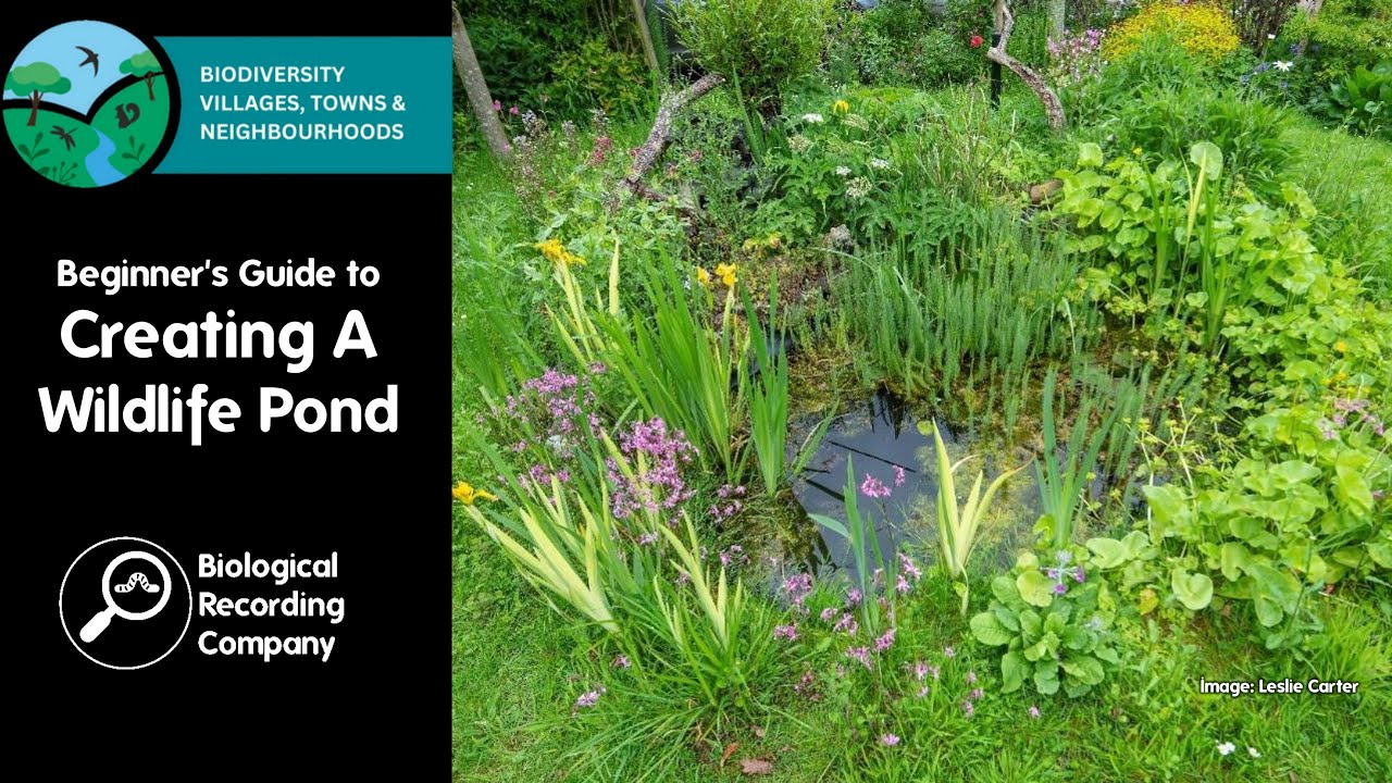 Beginner's Guide to Creating a Wildlife Pond