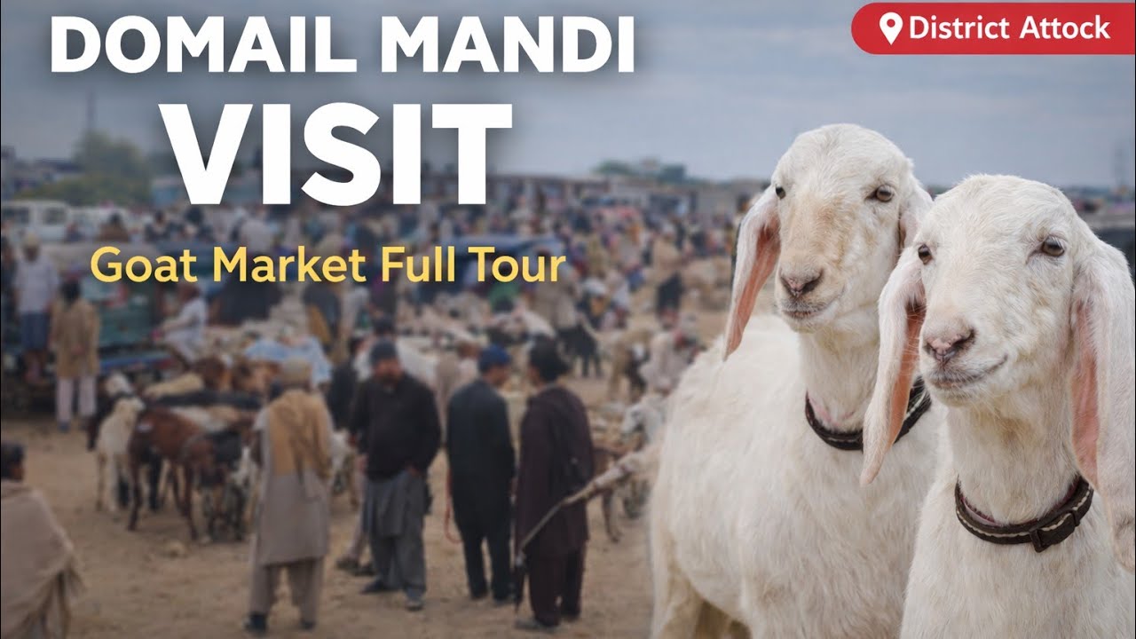 Domail Mandi 🐐🐄Visit & Purchase | Goat Market full tour District Attock Tehsil Jand #goat #farming 