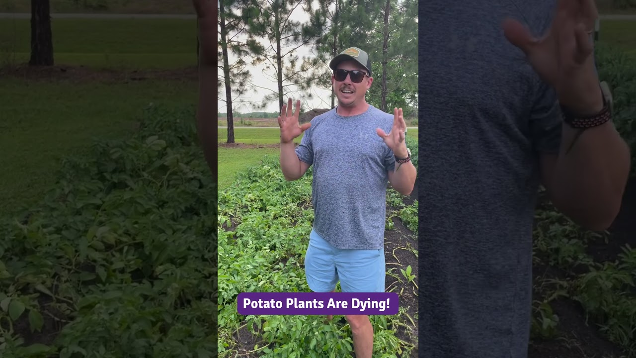 When to Harvest Potatoes! 🥔