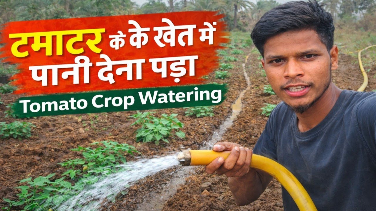 Tomato Farming Irrigation Day | टमाटर में पानी देना पड़ा दोस्तों #mahisuhavlog 