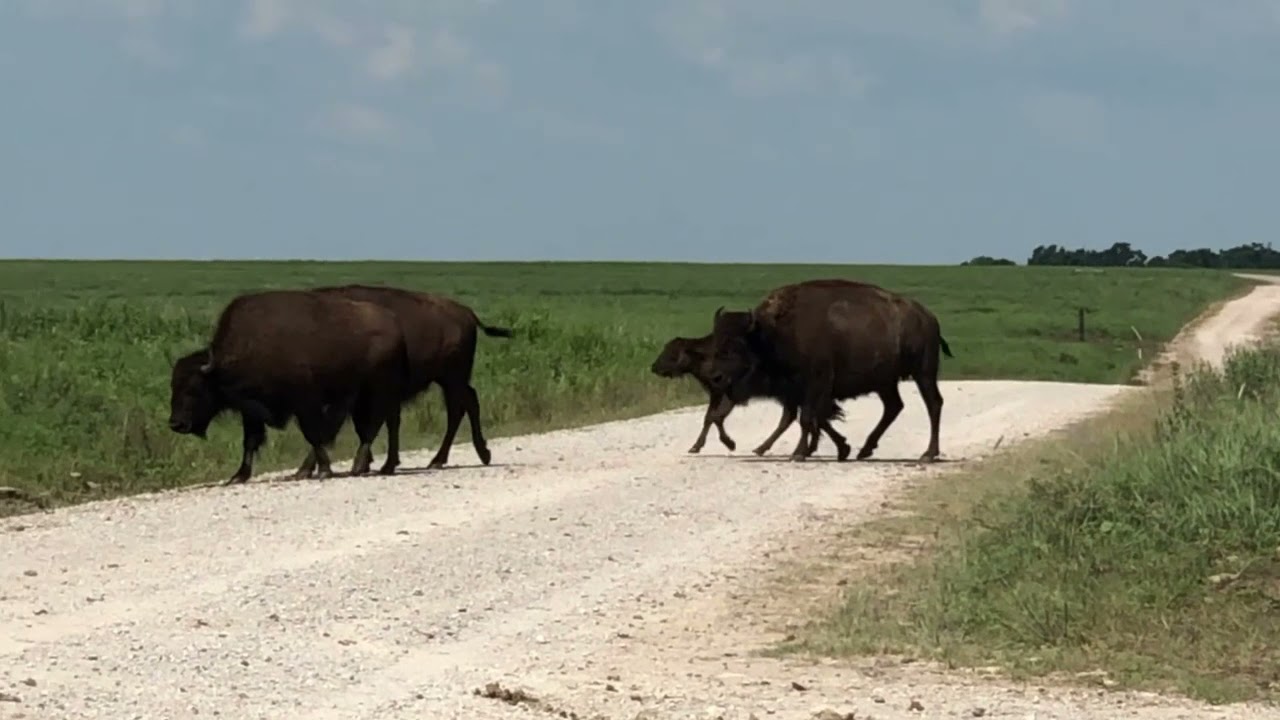 Tallgrass Prairie Preserve Pawhuska OK July 6th 2021