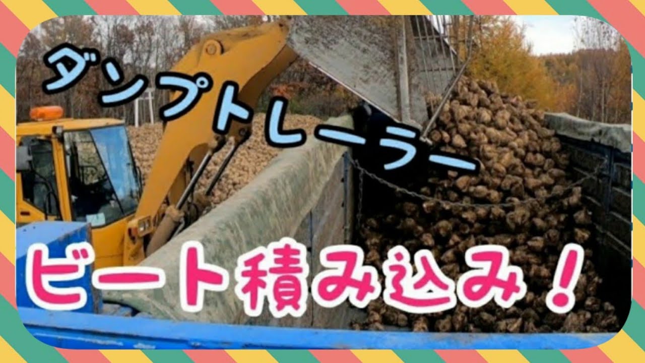ダンプトレーラー　ビート積み込み ビート運搬vol.5　はたらくくるま🚚